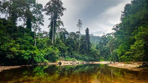  Taman Negara: Uma Imersão Incomparável na Selva Tropical Mais Antiga do Mundo!